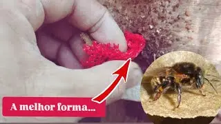 🎥The BEST way to RELEASE the BEES you have acquired! #mymanagement #meliponiculture #nature 🇧🇷