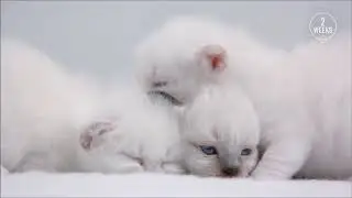 Toàn bộ vòng đời của mèo | Nghiên cứu từ ROYAL CANIN