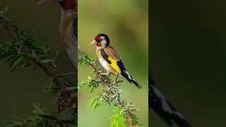 اجمل طائر في البرية لكن مع الاسف لا يحبه الناس #birds #تصوير #photography #wildlife #طائر_الحسون