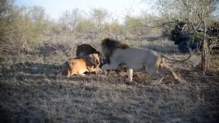 What happens when you cross a male lions territory