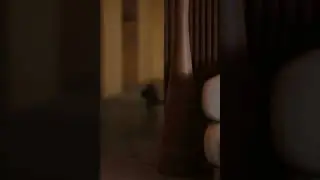 Animation  