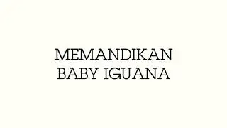 AWAS BAKTERI SALMONELLA!!! intip baby iggy mandi | Memandikan Baby Iguana | Baby Green Columbia