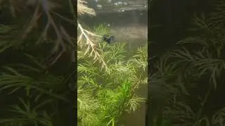 Guppy  Birth