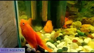 Steps to recover - Fish Sitting at the bottom of Tank