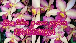Беспородистым дорогу! Шикарное цветение гибридной Каттлеи!