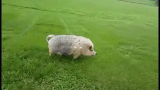 Свинья бежит