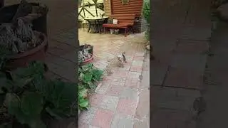 Маруся приветствует ...