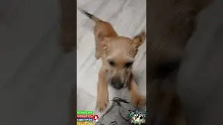 Мальчишка уехал в новый дом к нашим знакомым