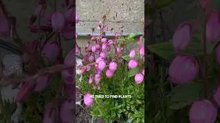 Garden makeover! We picked mostly plants that snails don't like 🐌👀