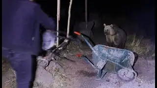 Bitlis'te piknikçiler kendilerine yaklaşan ayıyı taburelerle kovaladı