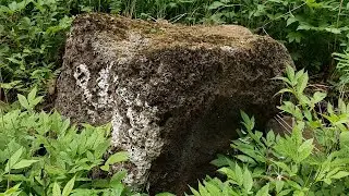 Крысы и камни