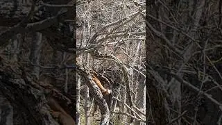 Встретили на Сахалине - кто знает что за зверь? 