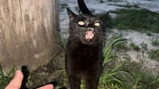 Stray Cat Sneezes