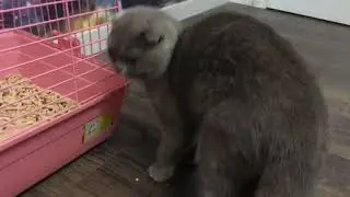 Кошка и морская свинка