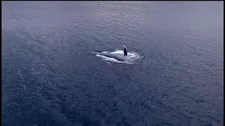 Boccherini  La Música Nocturna and a Whale