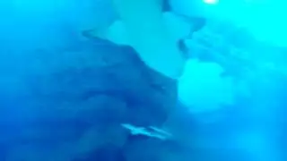 Акулы