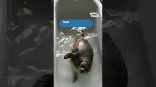 No one does bathtime quite like a seal pup!  #sealvibes