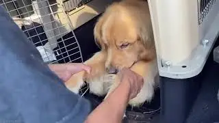 Goldenretriever Afraid #goldenretriever #dog #love  ( Goldenretriever )