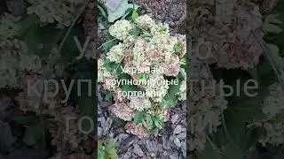 Воздушно-сухое укрытие для  крупнолистных гортензий!!!
