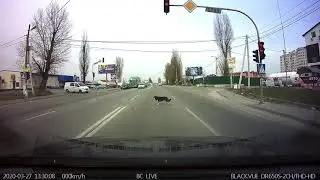 Только по пешеходному переходу!