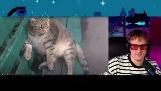 DK смотрит как Кот сидит на лавочке // pxp night