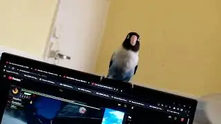 lovebird