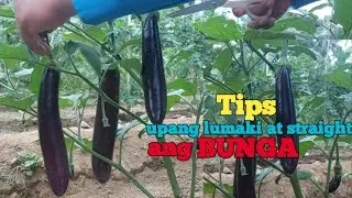 paano mag pruning ng talong