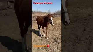 Чистокровный Английский жеребец #лошади #horse #скачки #baby