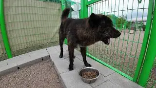 견사로 퇴출되 삐적마른 찡찡이 진돗개 흑표 살리기 프로젝트!