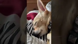 Chihuahua Sleepy