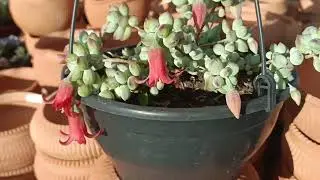 Cotyledon Pendens com flor!
