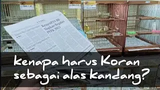 Kenapa harus Koran yang dipilih sebagai alas kandang⁉️