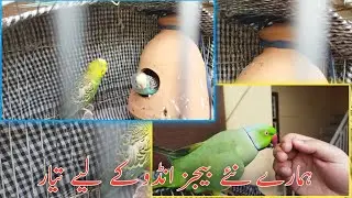 Aj per se huare ringneck parrot ne masti ki aor budgies b egg laying k lie tayar  😍 @shehrmaindihat