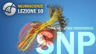 Sistema Nervoso Periferico (SNP) - Generalità | NEUROSCIENZE - lezione 10