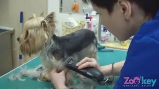 Lesson 2. Yorkie body haircut, model with a skirt.