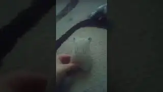voy a barrer la casa voy a barrer oaaah oso de