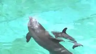 Bouncing Baby Dolphin is Born at Discovery Cove | Discovery Cove