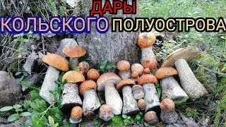#ГРИБЫ
