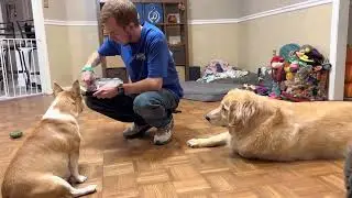 13 days of Halloween day 10 dog advent calendar