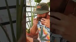 Фиолетовая кукуруза во Вьетнаме 🌽