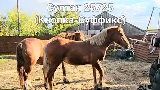 Жеребец Султан сын Кнопки, в добрый путь.