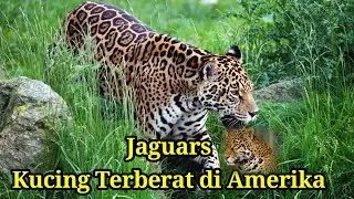 Misteri Jaguar|Jaguar merupakan salah satu karnivora tercepat di dunia,