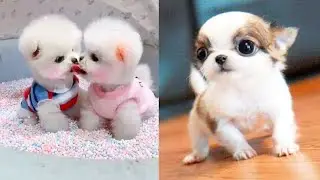 cute dog puppies funny videos ❤️😘 #funnyvideos #cutepuppies #animal