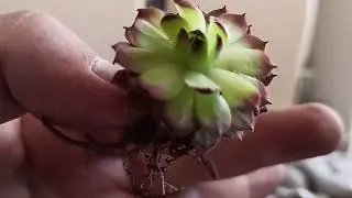 Распаковка молодило (часть 7)