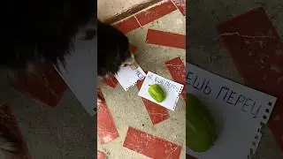 Собака научилась читать