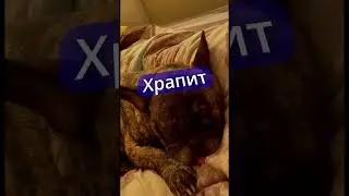 Французский бульдог Храпит как взрослый мужик