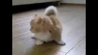 Коротконогий котэ