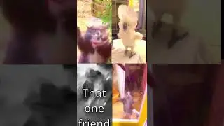 ultimate animals dance meme 