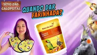 FARINHADA PARA CALOPSITA