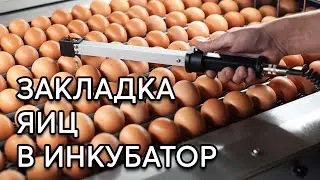 ИНКУБАЦИЯ ЯИЦ #2 Правильная закладка яиц в инкубатор.